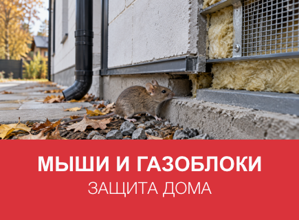 Мыши в доме из газоблоков: защита дома